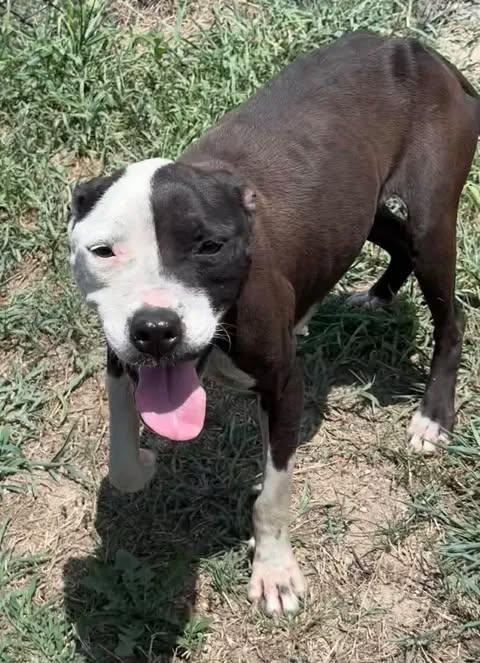 Enlarge Minnie, a ADOPTABLE Mixed Breed in Chesterfield, SC image 1/1