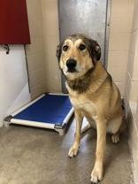 Ellie, a Adoptable mixed breed in Cobourg, ON image 1/2