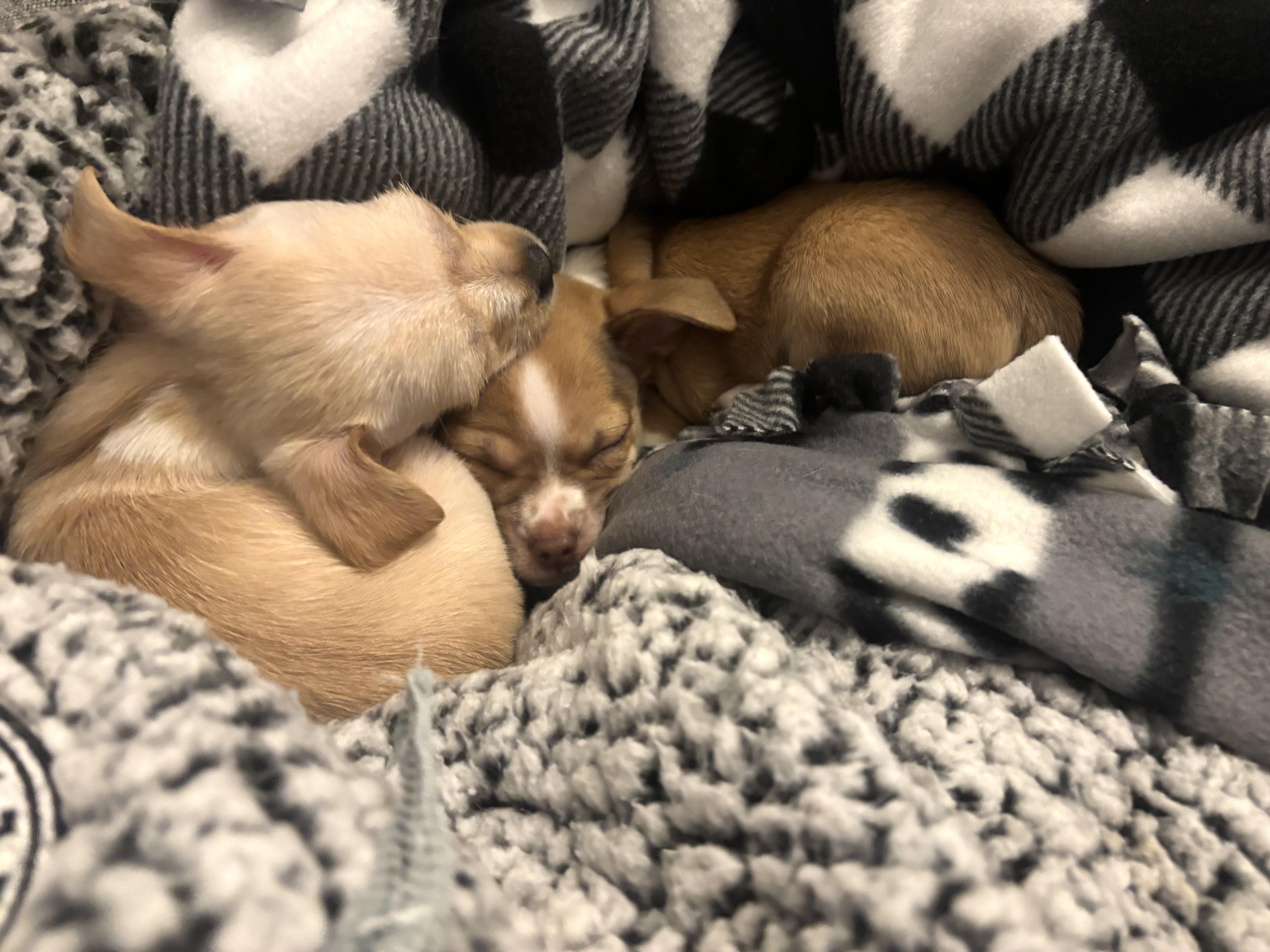 Enlarge Groundhog Day_Punx (Punky), a Adoptable mixed breed in Redwood City, CA image 3/4