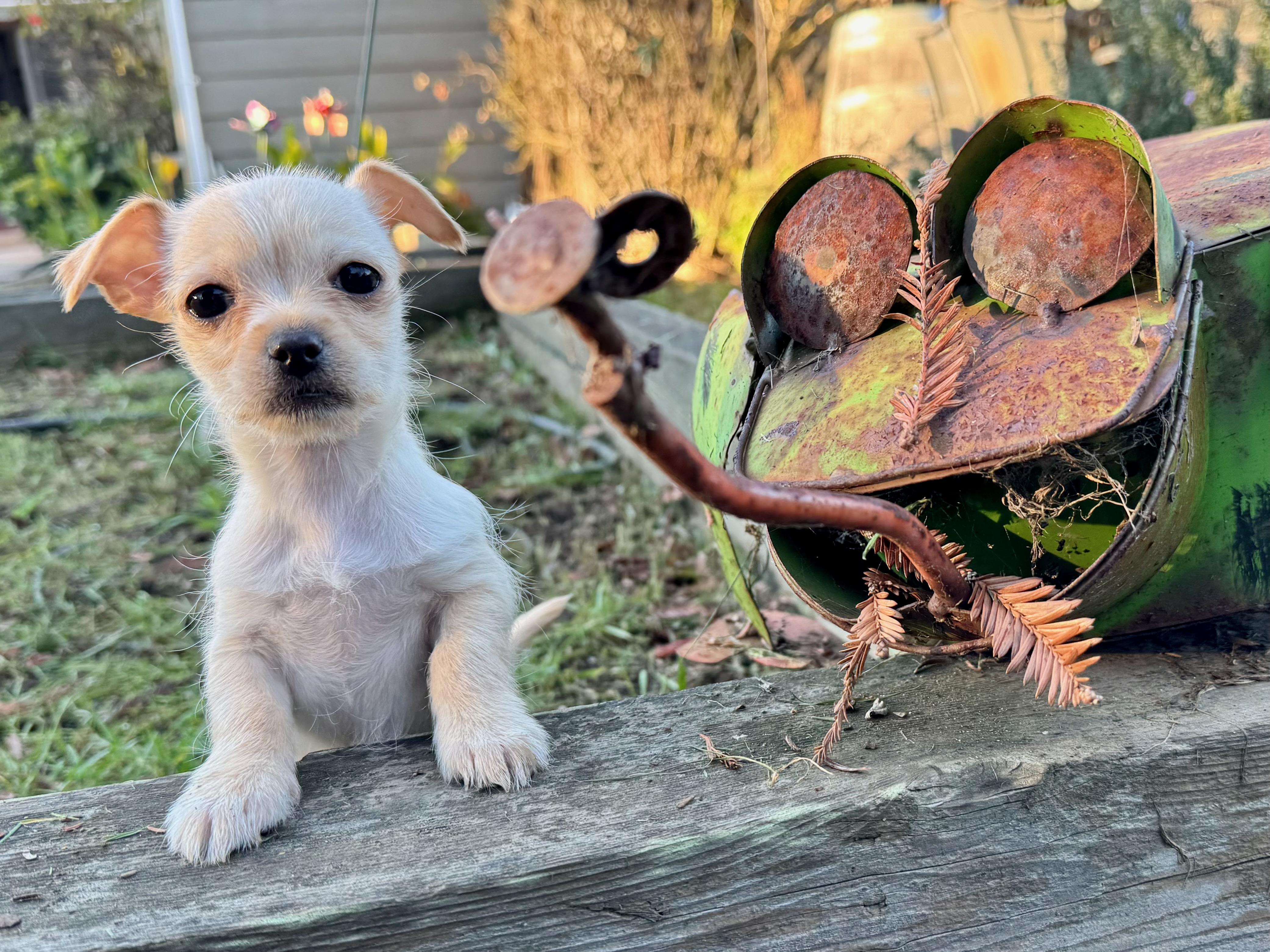 Groundhog Day_Punx (Punky), adopted, Puppy Female Chihuahua.