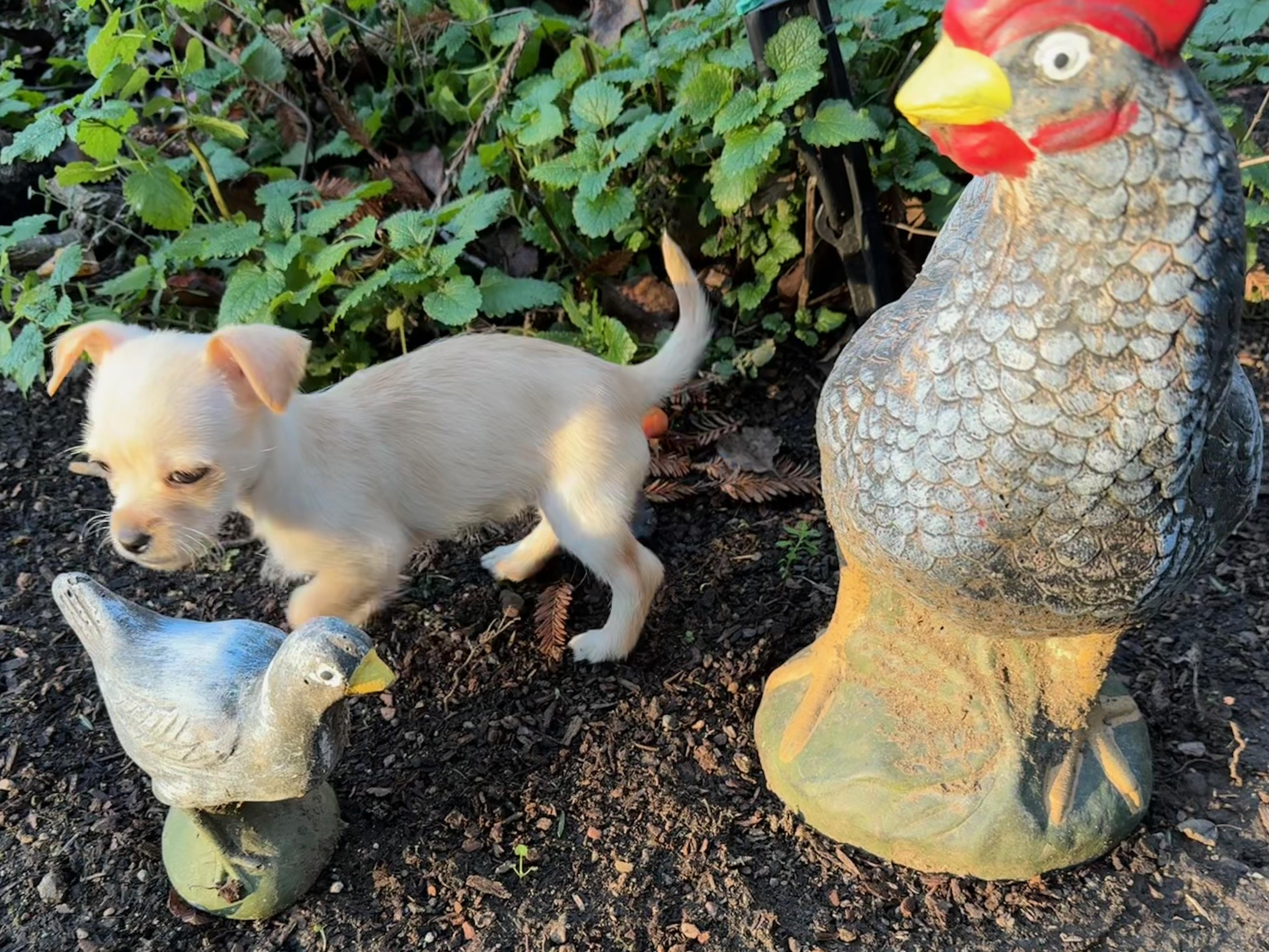 Enlarge Groundhog Day_Punx (Punky), an adopted mixed breed in Redwood City, CA image 6/6