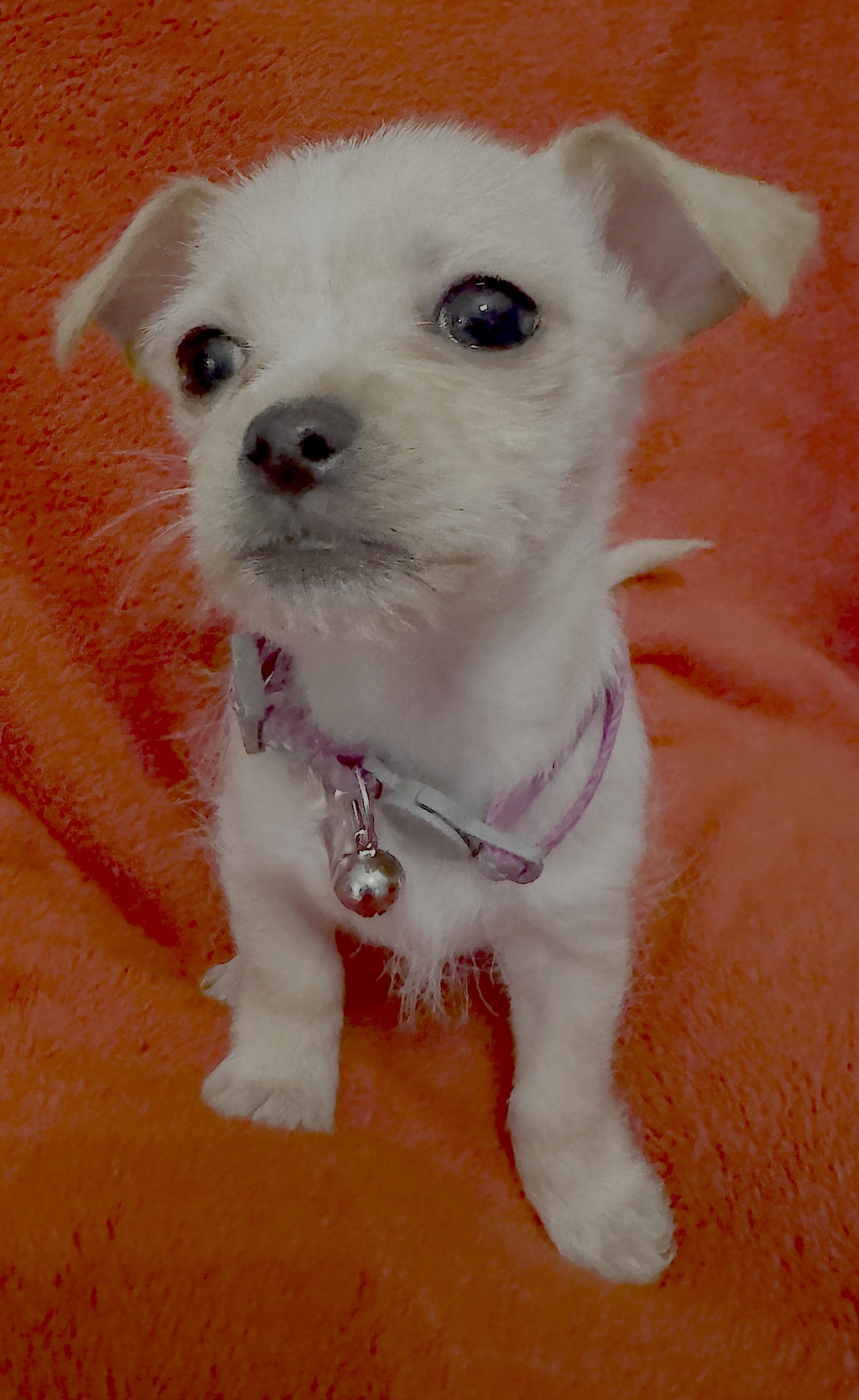 Enlarge Groundhog Day_Punx (Punky), a Adoptable mixed breed in Redwood City, CA image 1/4