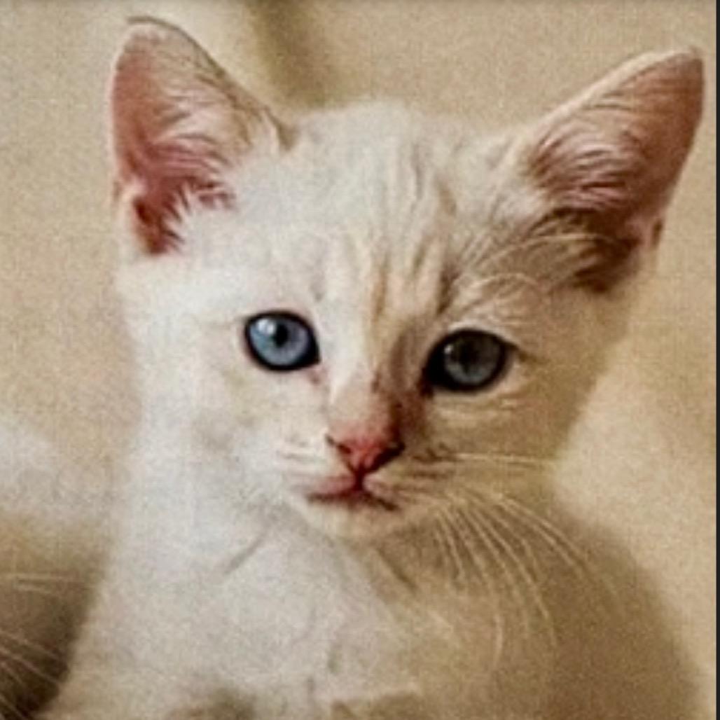 Ember, Adoptable, Kitten Male Siamese.