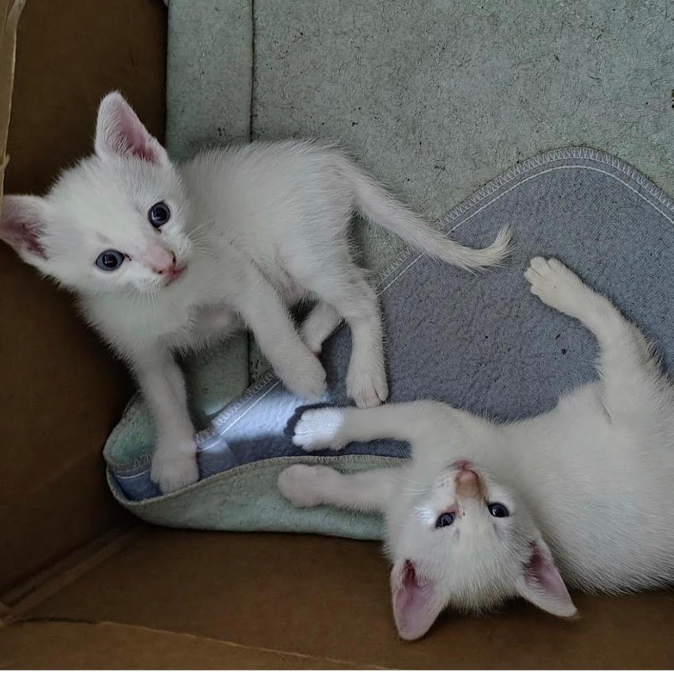 Ember, Adoptable, Kitten Male Siamese.