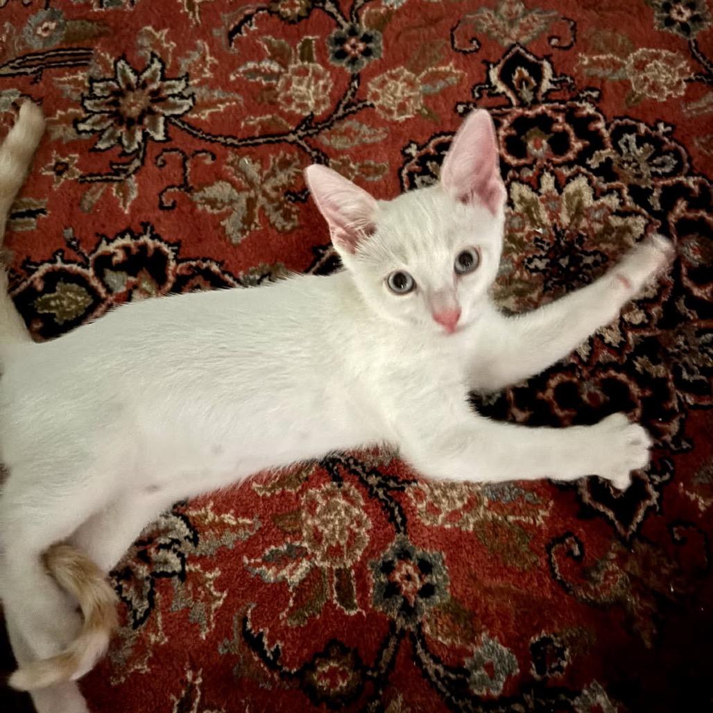 Ember, a Adoptable Siamese in League City, TX image 2/2