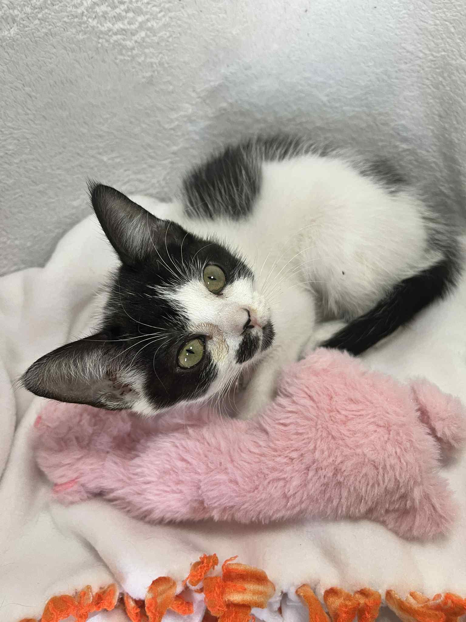 Enlarge Sarah Sanderson, a Adoptable Tuxedo in Tavares, FL image 2/3