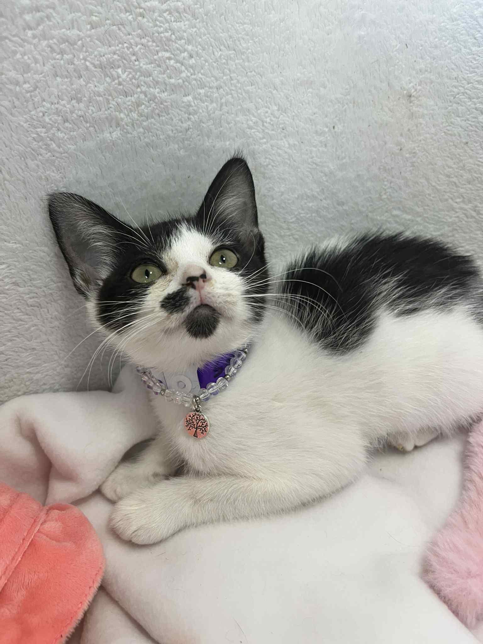 Enlarge Sarah Sanderson, a Adoptable Tuxedo in Tavares, FL image 3/3