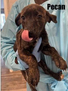 Enlarge Pecan, a Adoptable Mixed Breed in Rock Hill, NY image 2/2