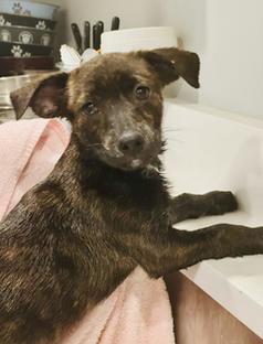 Pecan, Adoptable, Puppy Male Mixed Breed.