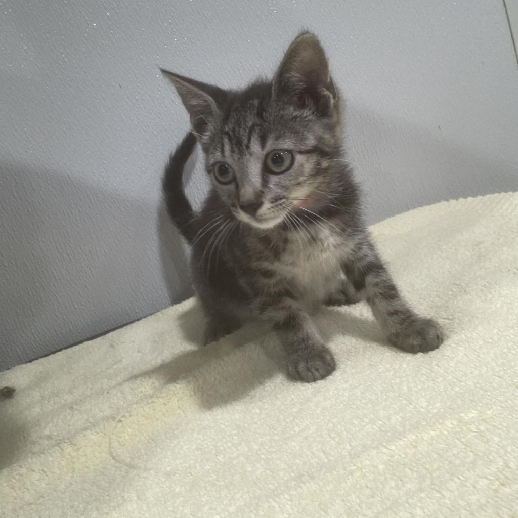 Maja, Adoptable, Adult Female Domestic Short Hair.