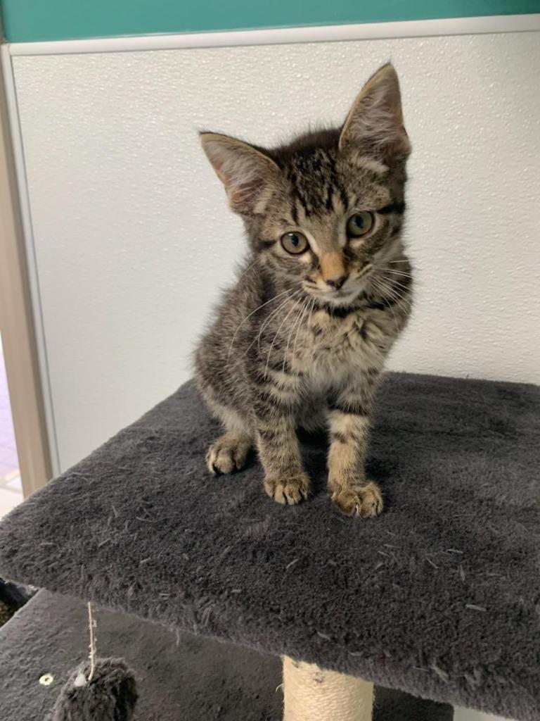 Chip, Adoptable, Young Male Domestic Short Hair.