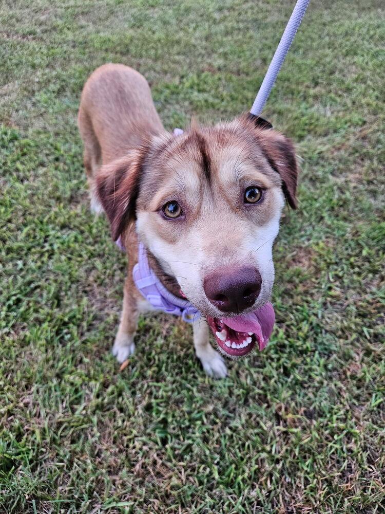 Enlarge Daisy (Cleveland Mama), a Adoptable mixed breed in Brewster , NY image 2/3