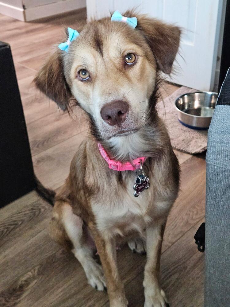 Enlarge Daisy (Cleveland Mama), a Adoptable mixed breed in Brewster , NY image 3/3