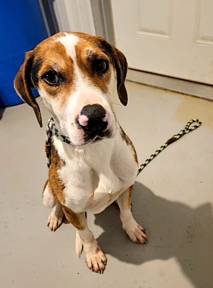 Enlarge Dude, a Adoptable Bluetick Coonhound in Hoopeston, IL image 2/3