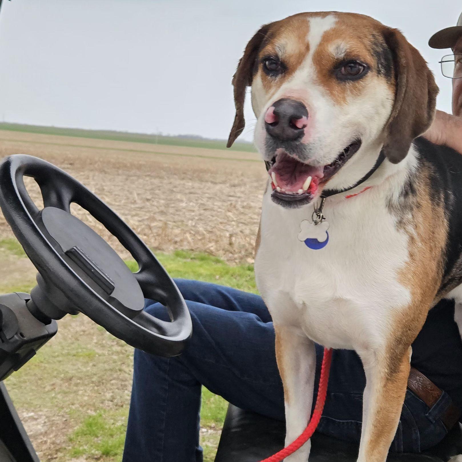Dude, Adult Male Bluetick Coonhound