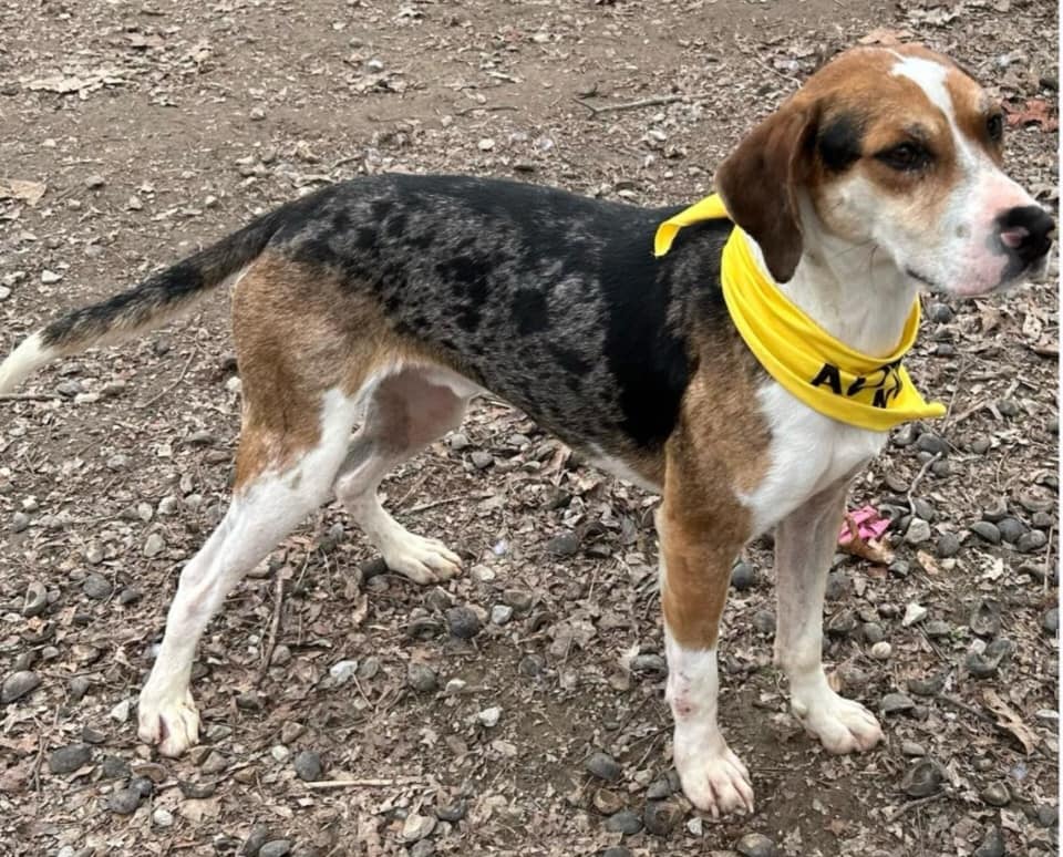 Dog for adoption Dude, a Bluetick Coonhound in Hoopeston, IL Petfinder