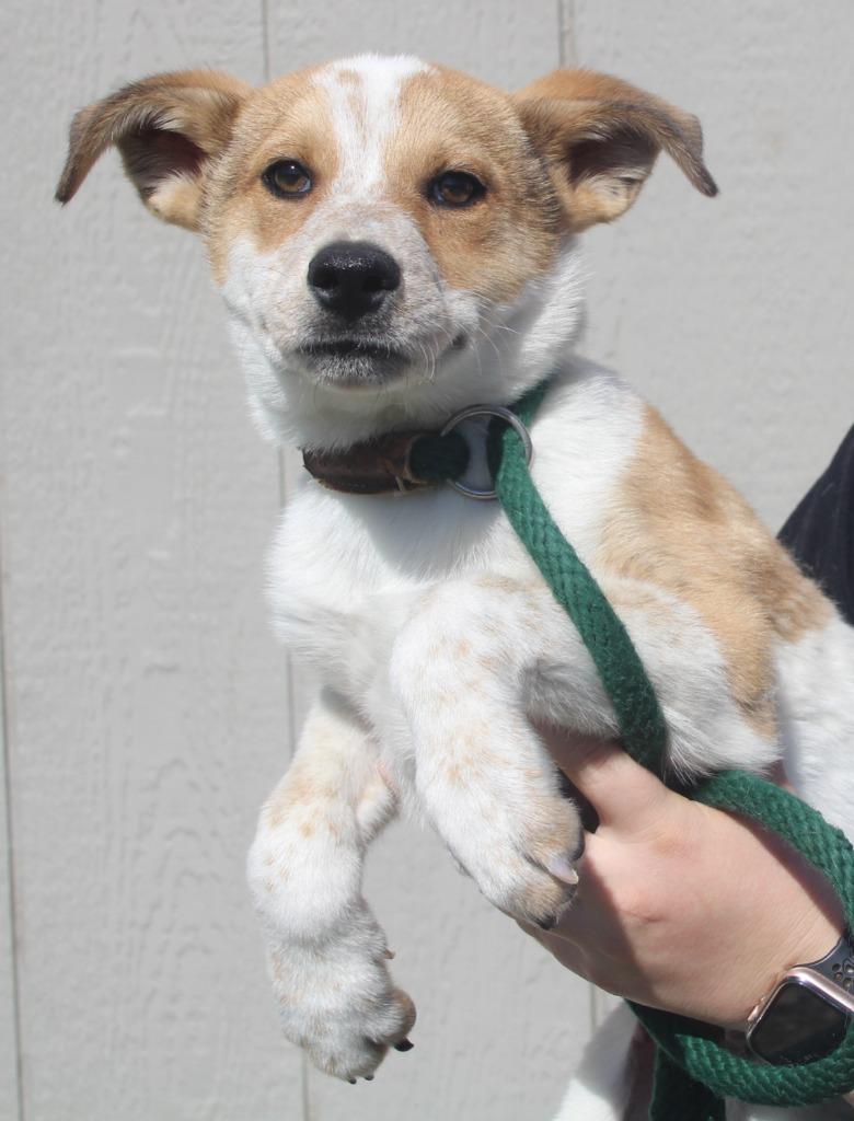 Enlarge Colby, a Adoptable mixed breed in Vacaville, CA image 1/1