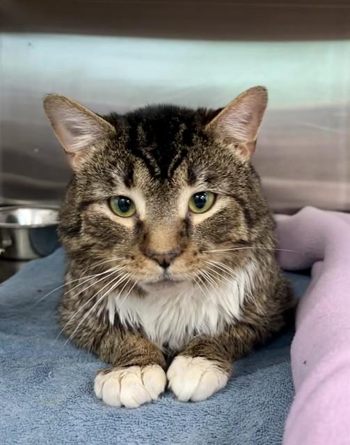 KUZCO, Adoptable, Young Male Domestic Short Hair.