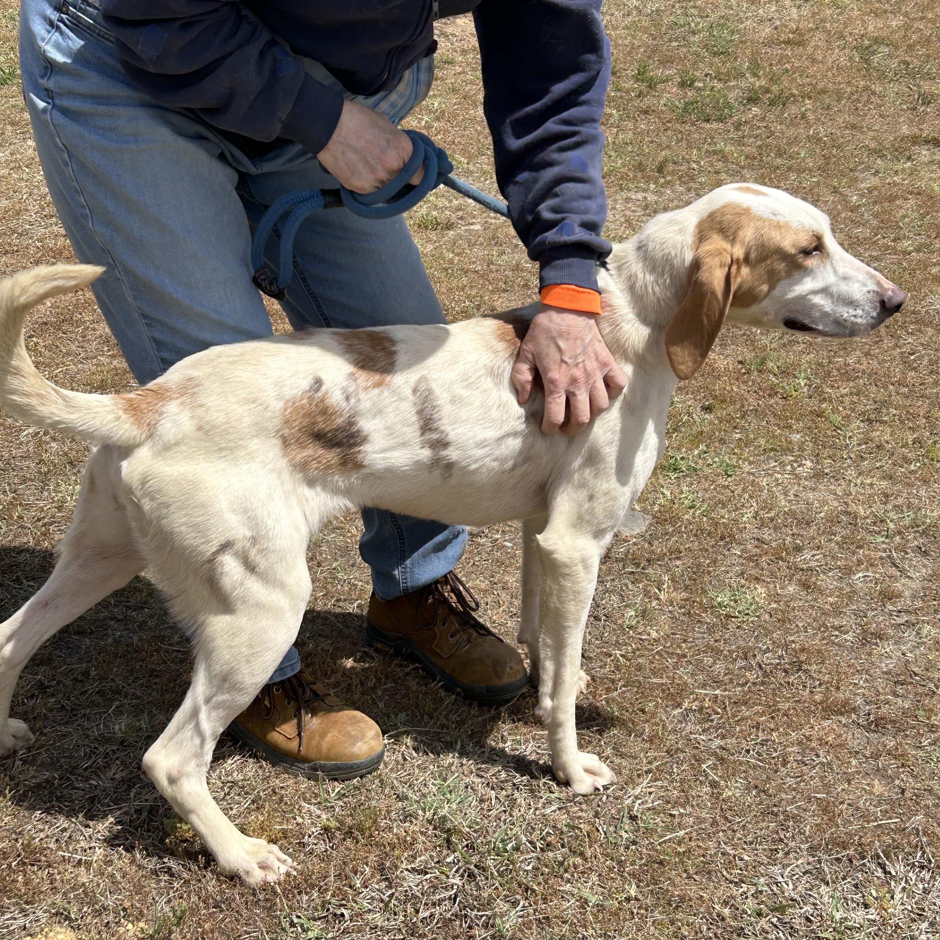 Sprite, a ADOPTABLE Hound in Charles City, VA image 2/4
