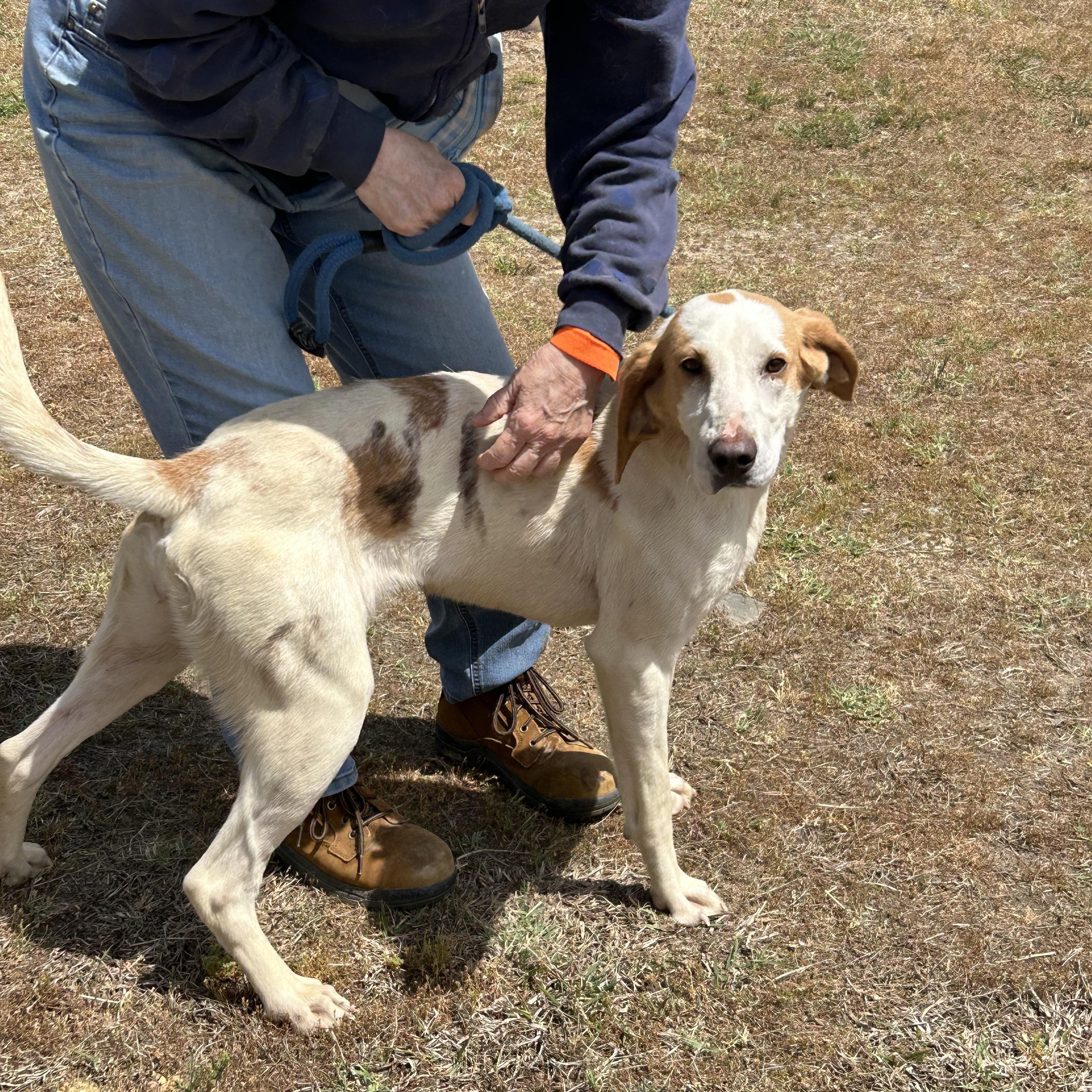 Sprite, a ADOPTABLE Hound in Charles City, VA image 1/4