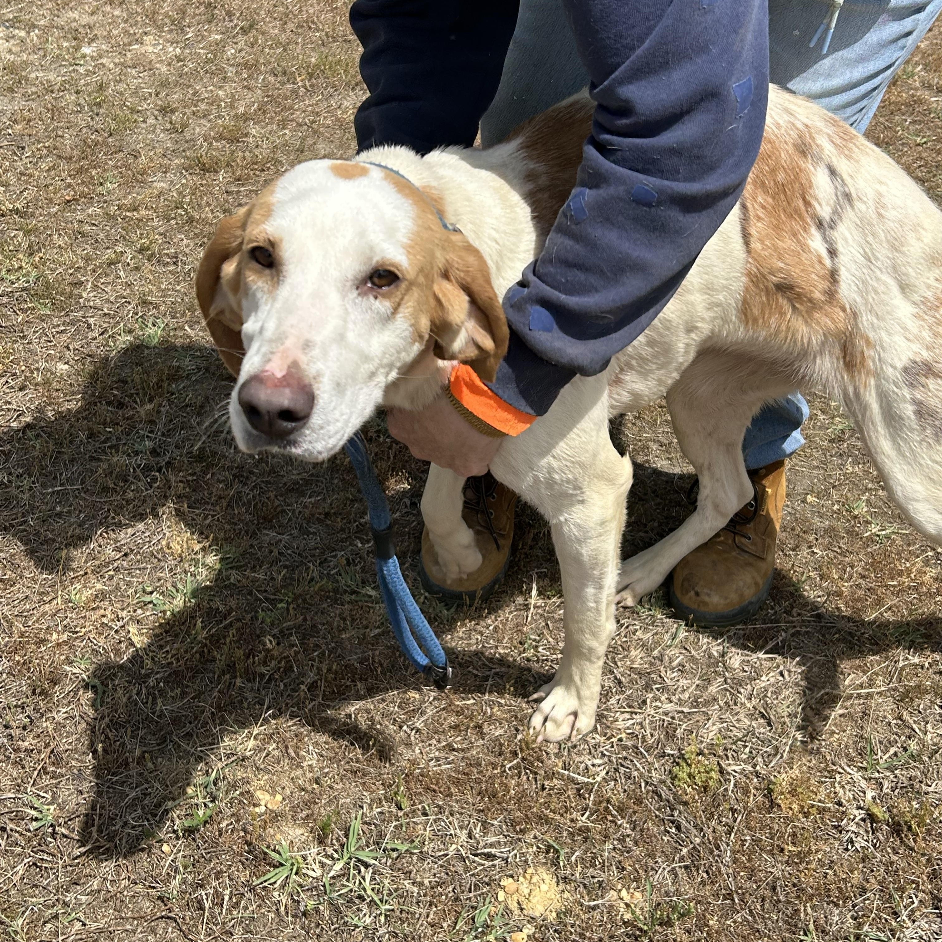 Sprite, a ADOPTABLE Hound in Charles City, VA image 3/4