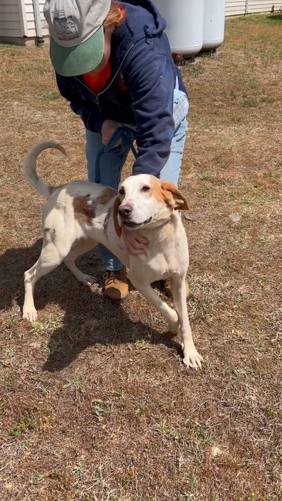 Enlarge Sprite, a ADOPTABLE Hound in Charles City, VA video 4/4