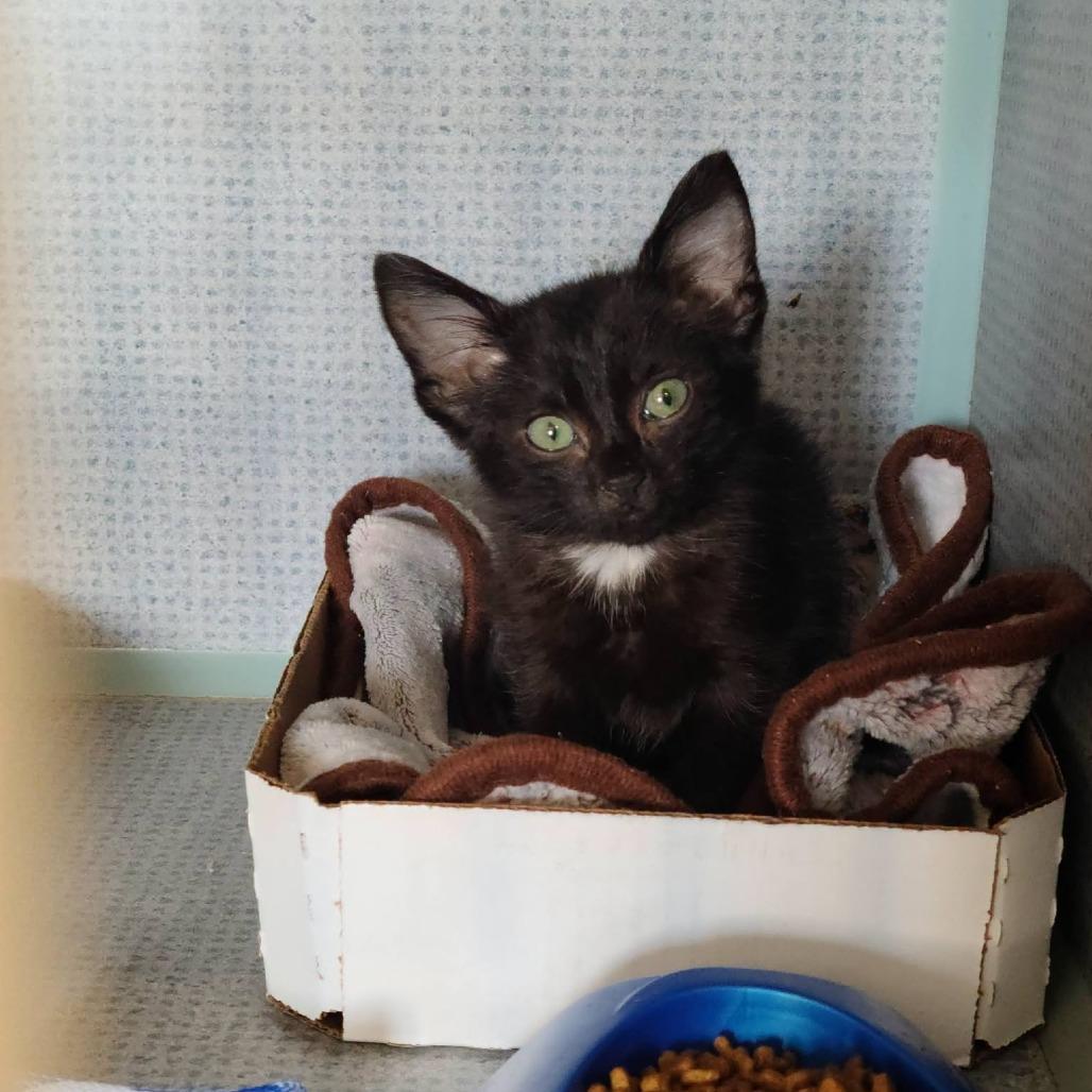 Spock, Adoptable, Kitten Male Domestic Short Hair.