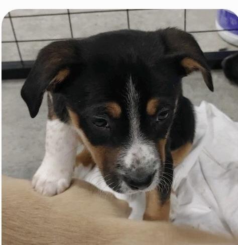 Chrissy, a Adoptable mixed breed in St. Clairsville, OH image 4/4