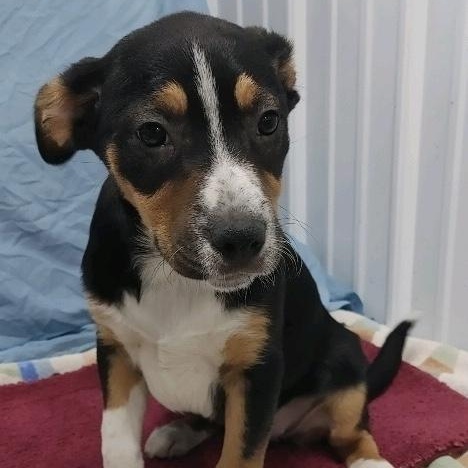 Chrissy, a Adoptable mixed breed in St. Clairsville, OH image 3/4