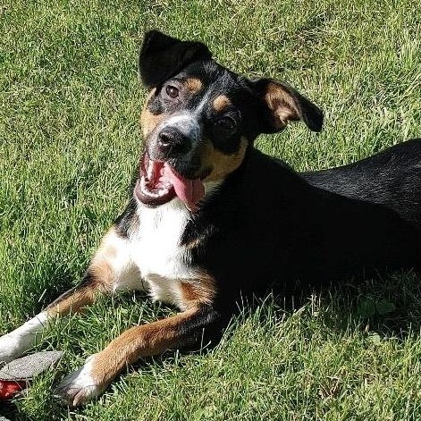 Chrissy, a Adoptable mixed breed in St. Clairsville, OH image 1/4