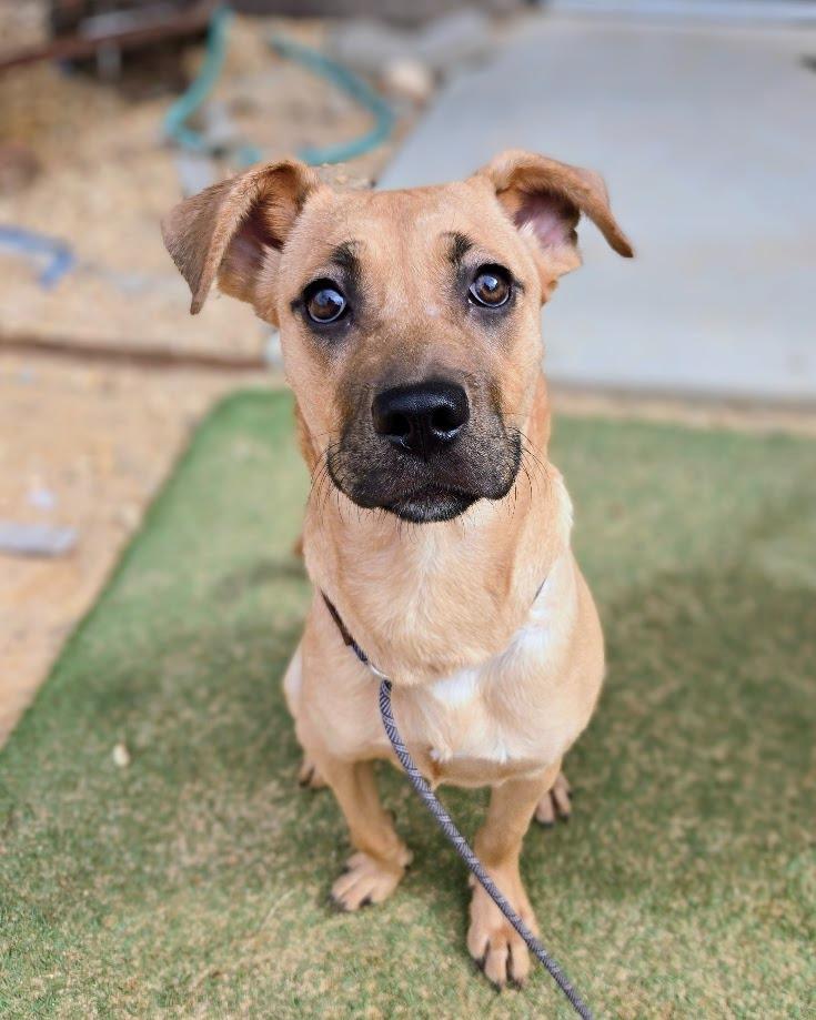 Cue, Adoptable, Young Female Mixed Breed.