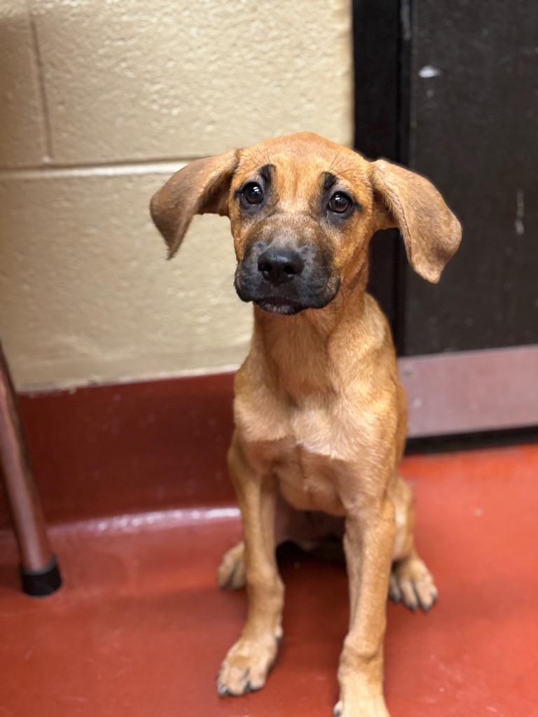 Cue, a Adoptable mixed breed in Douglasville, GA image 1/3