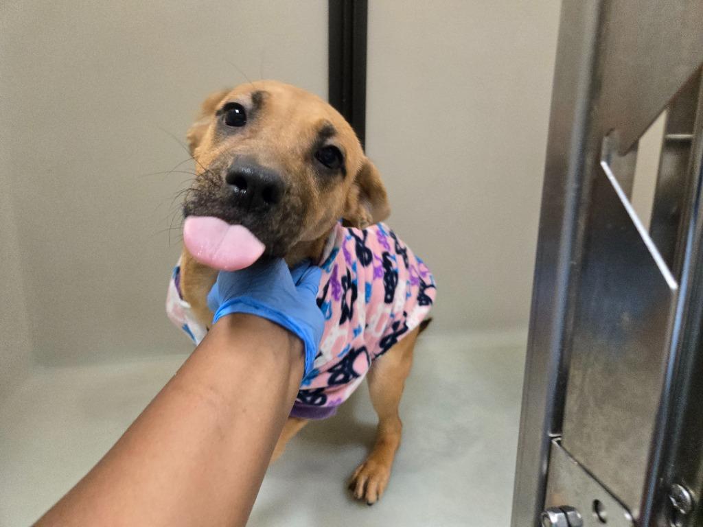 Cue, a Adoptable mixed breed in Douglasville, GA image 3/3