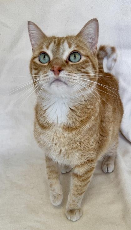Zander, adopted, Adult Male Domestic Short Hair.