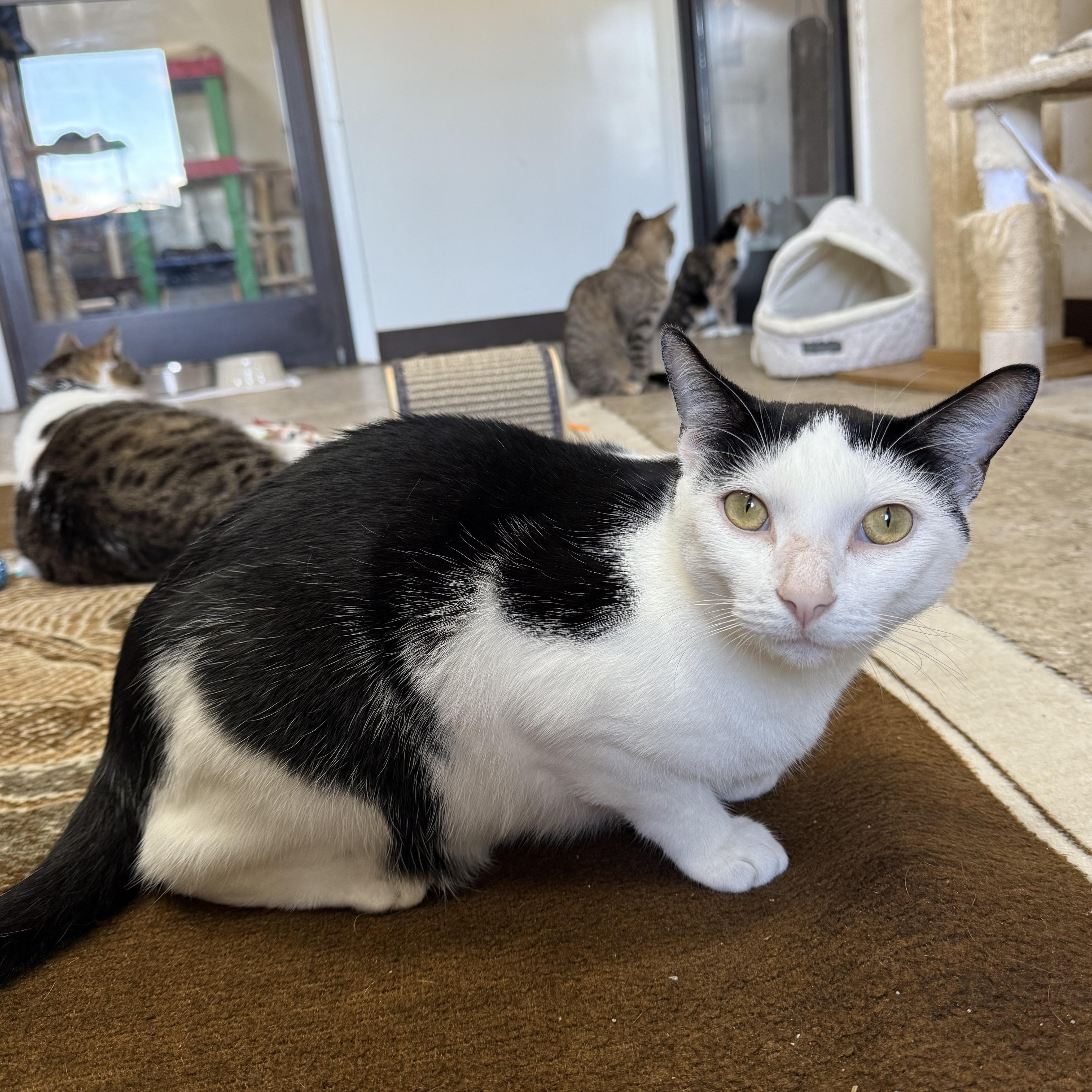 Baymax, Adoptable, Adult Male Domestic Short Hair.