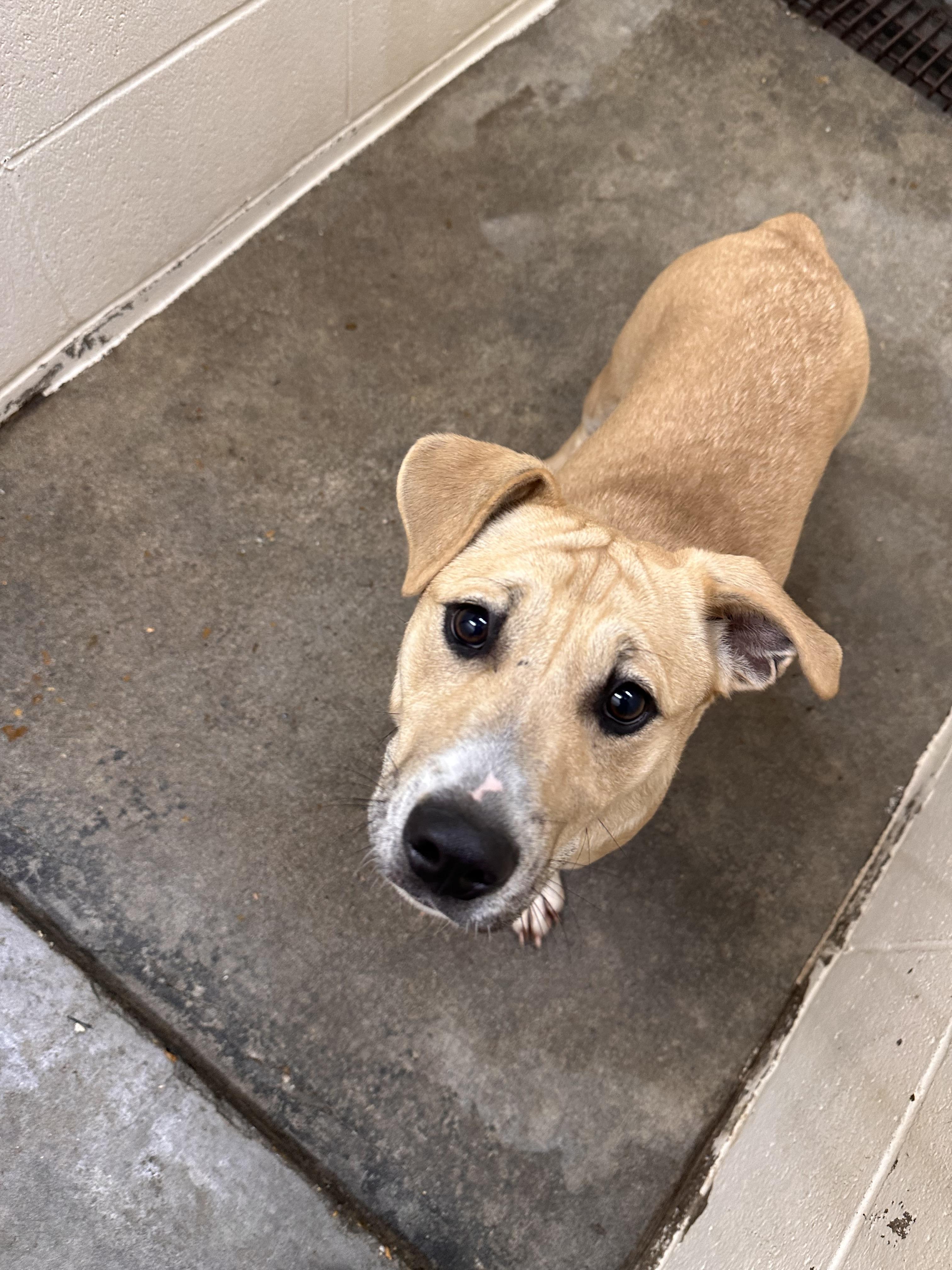 Enlarge Zachariahs , a ADOPTABLE mixed breed in Foxworth, MS image 1/2