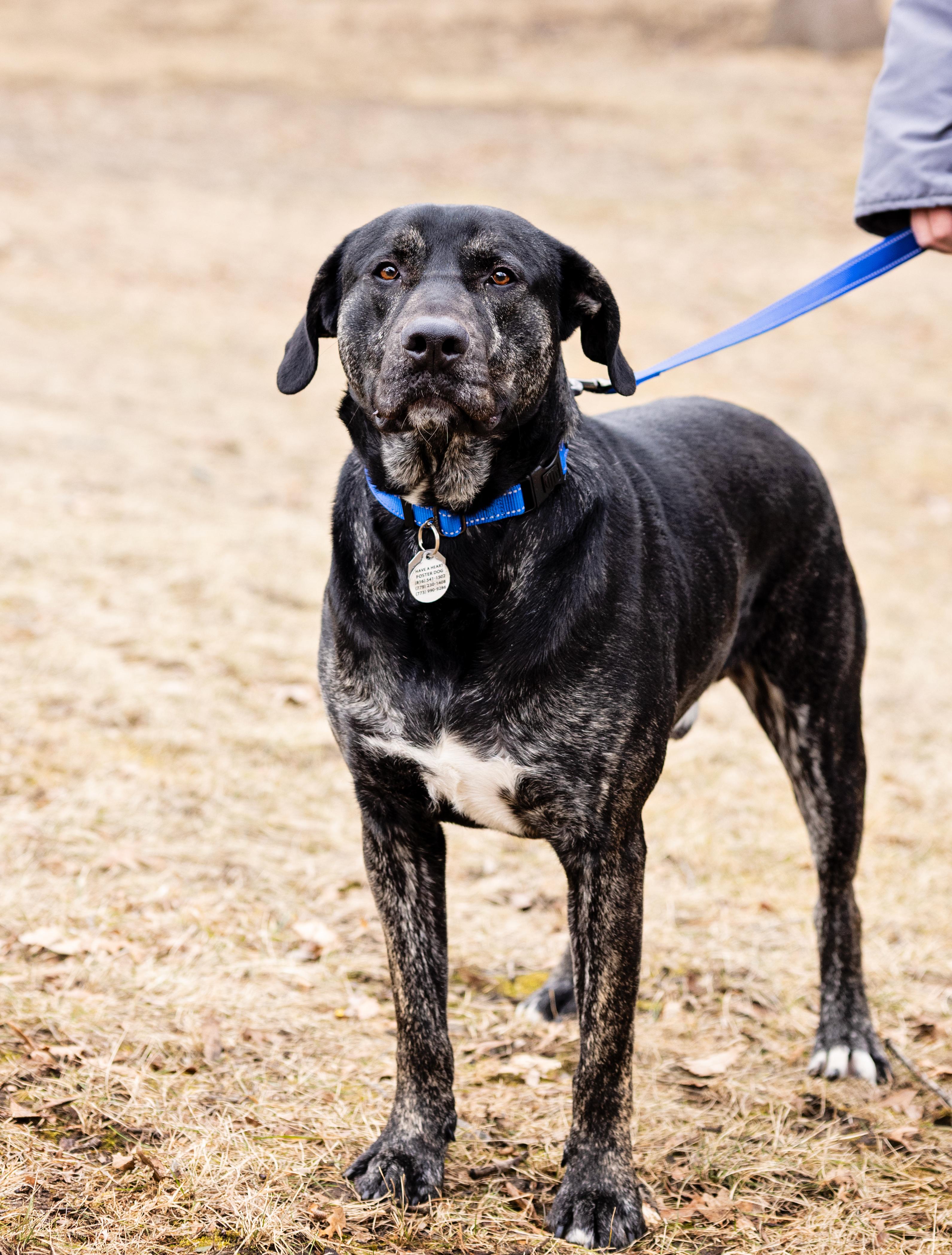 Enlarge Perry, a Adoptable mixed breed in Ottawa, IL image 5/6