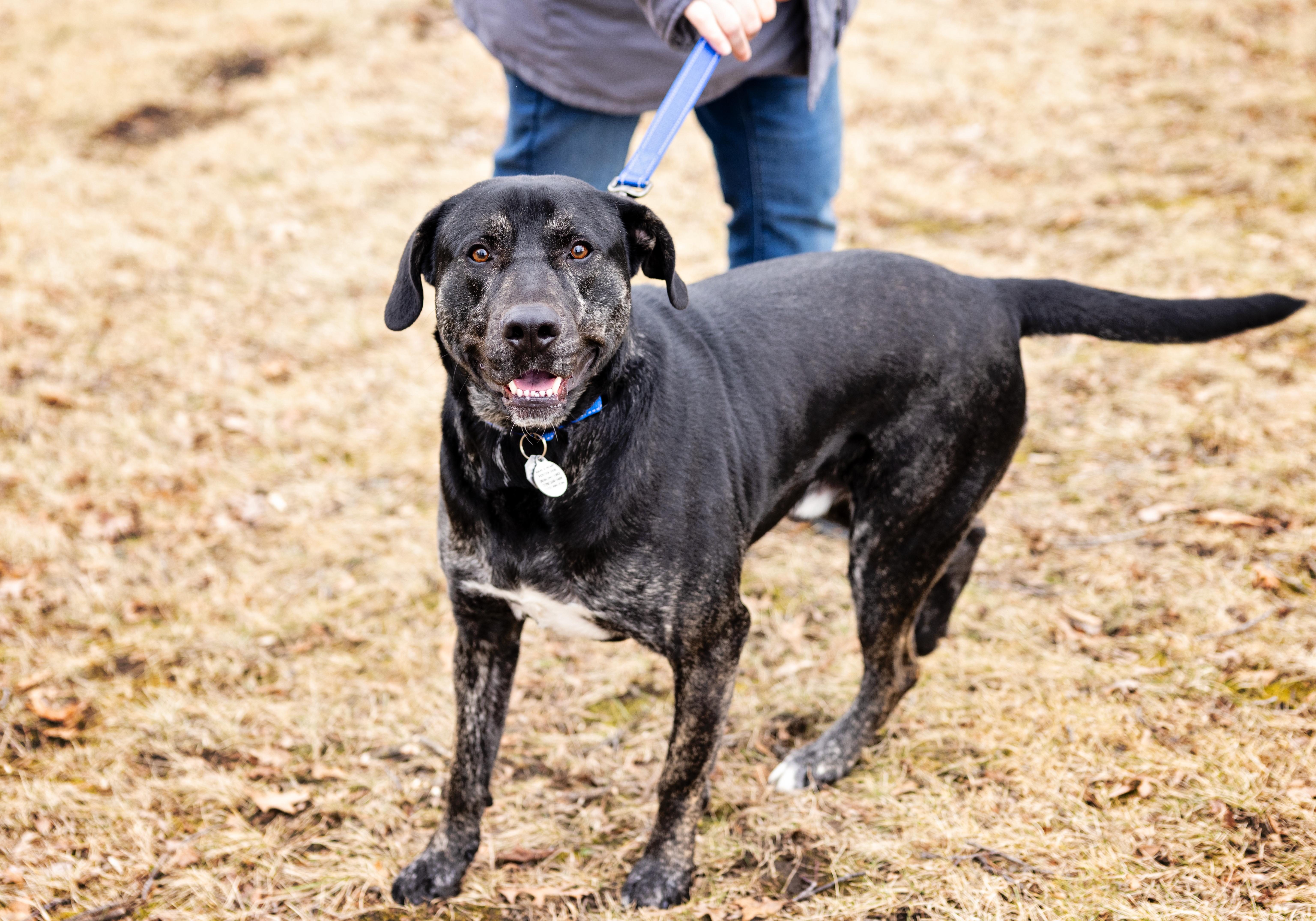 Enlarge Perry, a Adoptable mixed breed in Ottawa, IL image 4/6