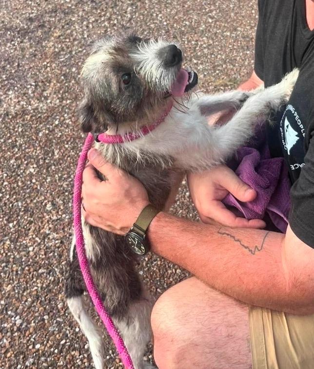 Miss Cherry Skedaddle, Adopted, Puppy Female Terrier.