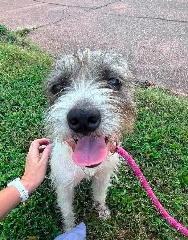 Enlarge Miss Cherry Skedaddle, a Adopted Terrier in El Dorado, AR image 2/3