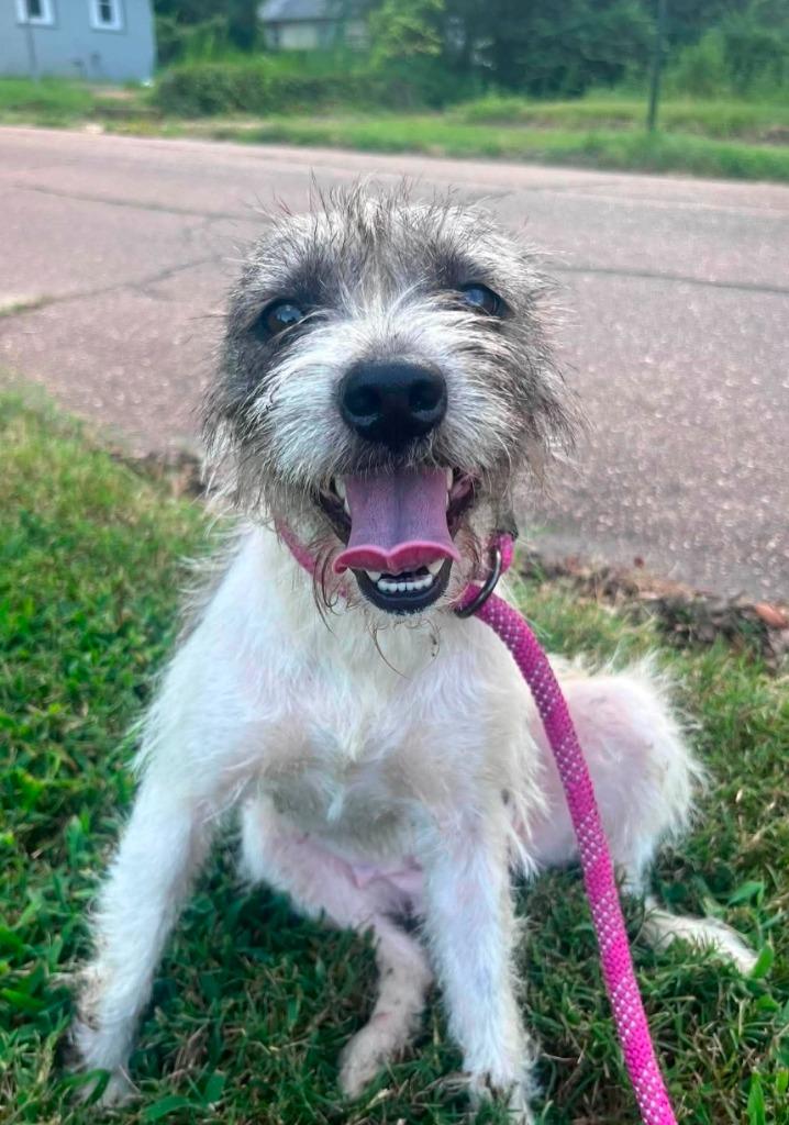 Enlarge Miss Cherry Skedaddle, a Adopted Terrier in El Dorado, AR image 3/3