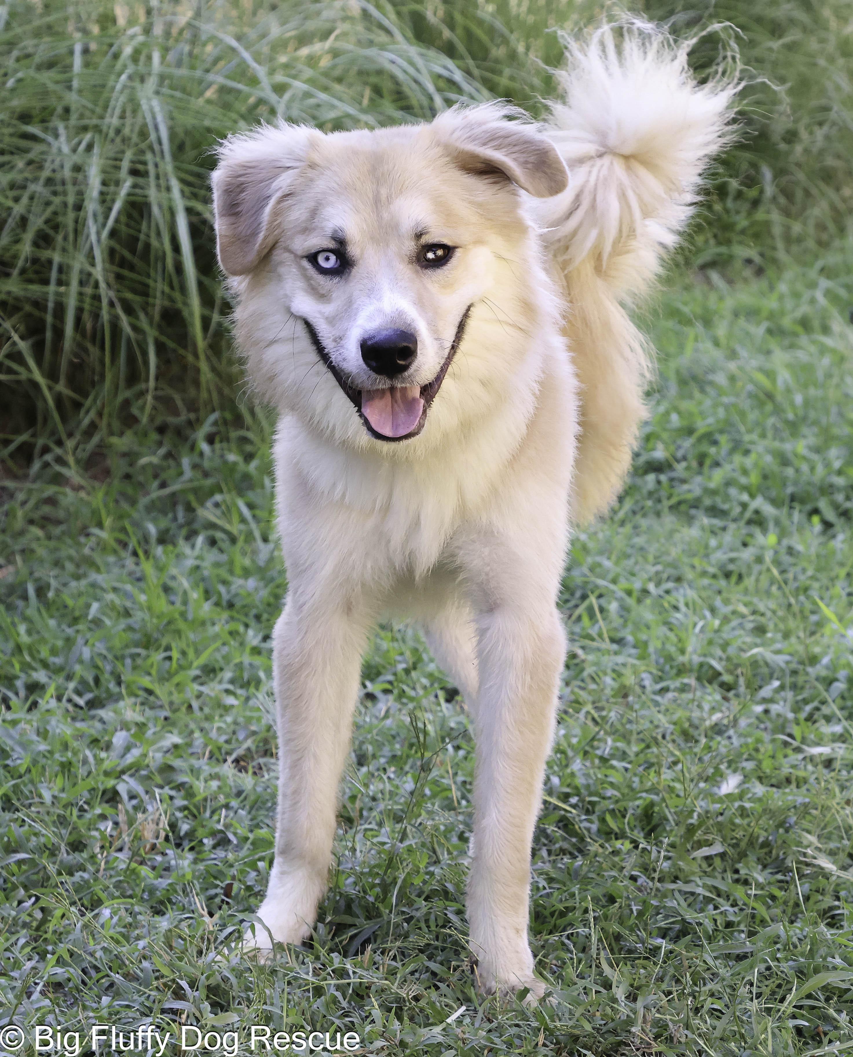 Enlarge Knight, a Adoptable mixed breed in Wytheville, VA image 2/5