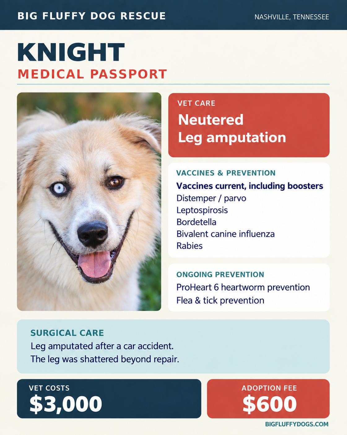 Enlarge Knight, a Adoptable mixed breed in Wytheville, VA image 5/5