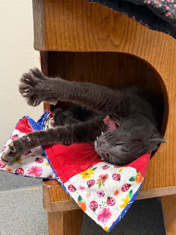 Arcy Drive, Adoptable, Adult Male Domestic Medium Hair.