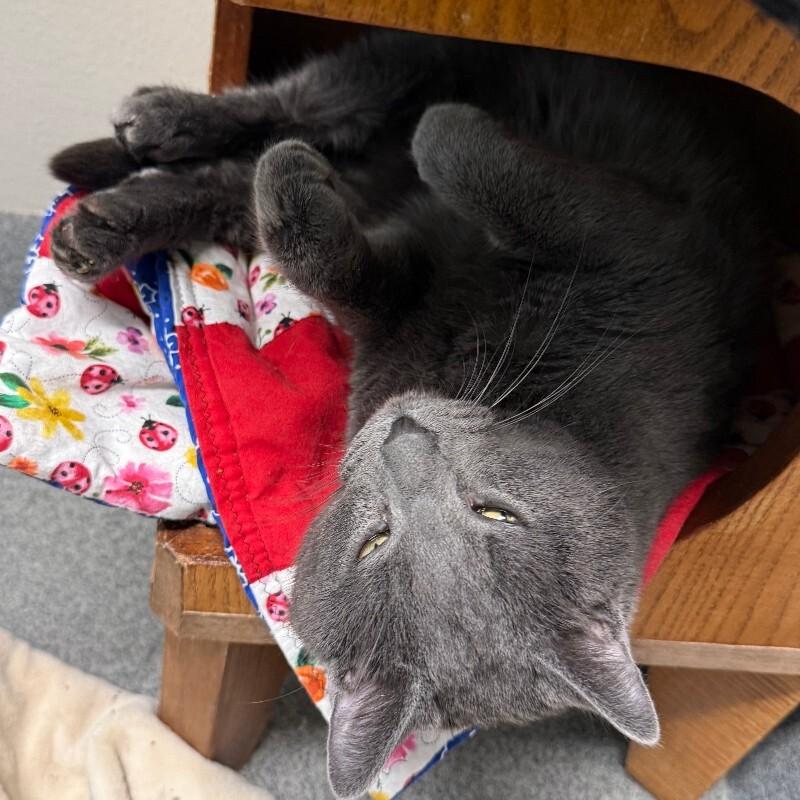 Arcy Drive, a Adoptable Domestic Medium Hair in Fort Collins, CO image 2/3