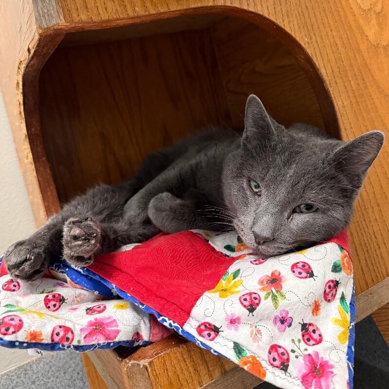 Arcy Drive, a Adoptable Domestic Medium Hair in Fort Collins, CO image 3/3