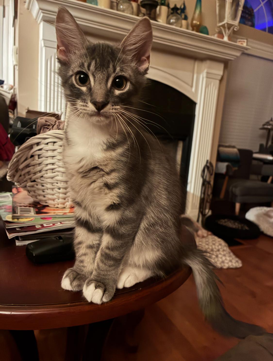 Rascal Flatts, Adopted, Kitten Male Domestic Medium Hair.