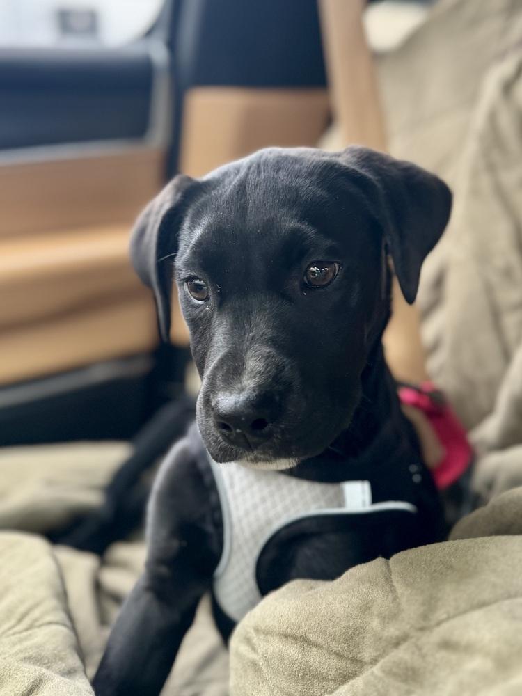 Cajanek / Ravioli, Adoptable, Puppy Male Labrador Retriever & Mixed Breed.