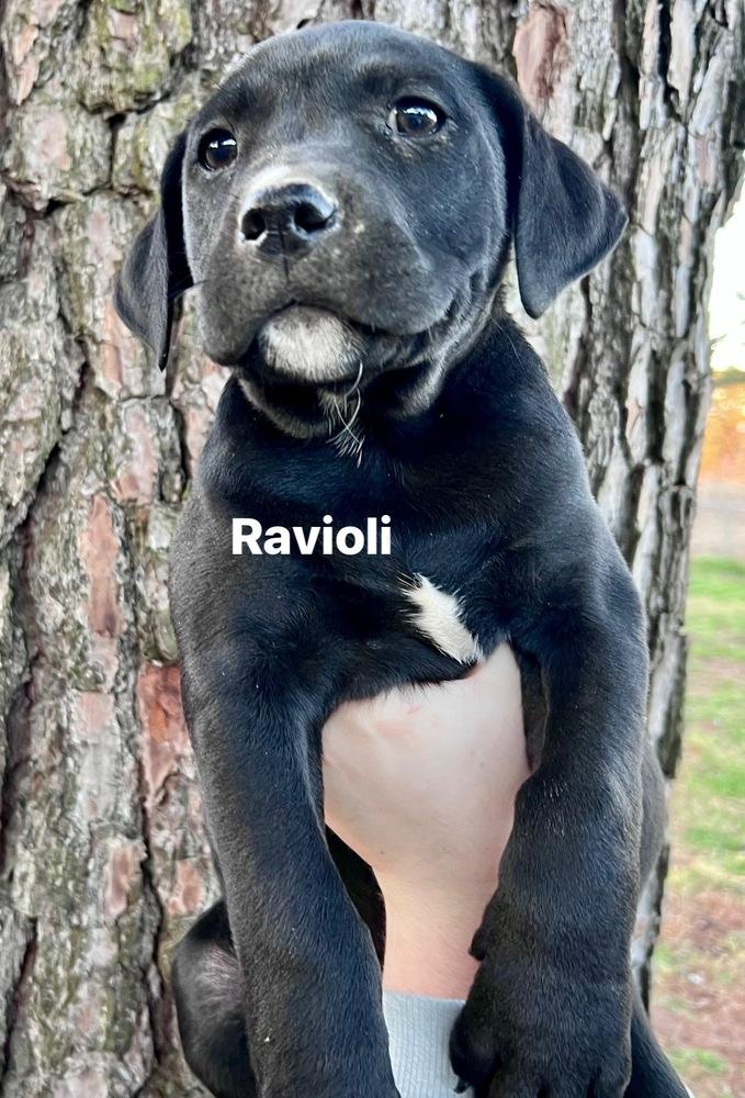 Enlarge Cajanek / Ravioli, a Adoptable mixed breed in Broomfield, CO image 1/3