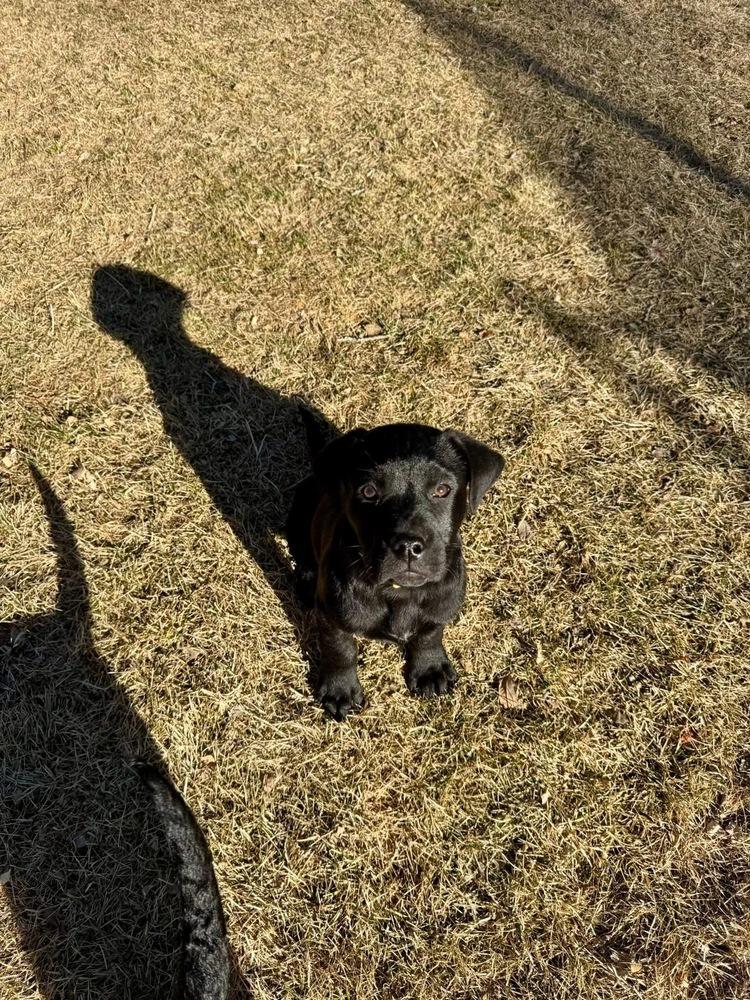 Enlarge Cajanek / Ravioli, a Adoptable mixed breed in Broomfield, CO image 2/3